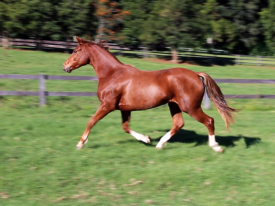 Progeny - Furst Romancier Filly