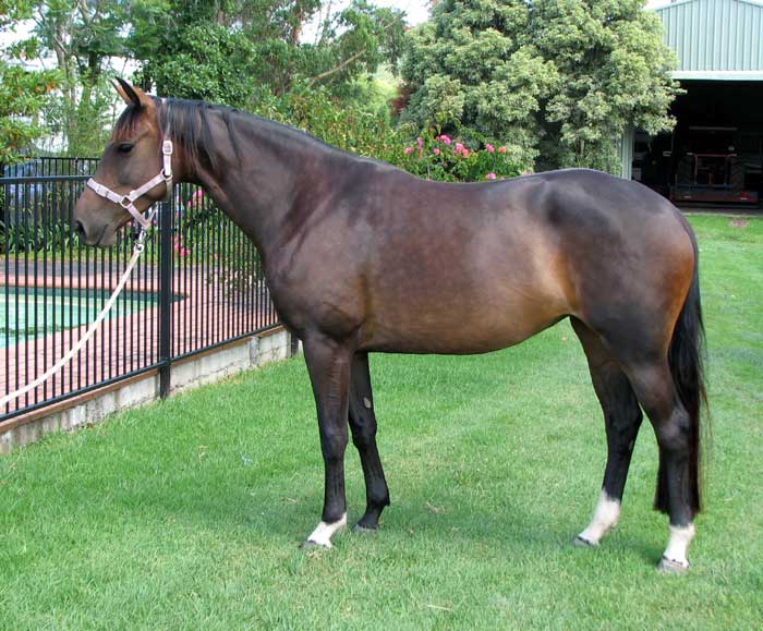 Progeny of Bellingara Ferrero - Bellingara Fiesta - Warmblood Mare