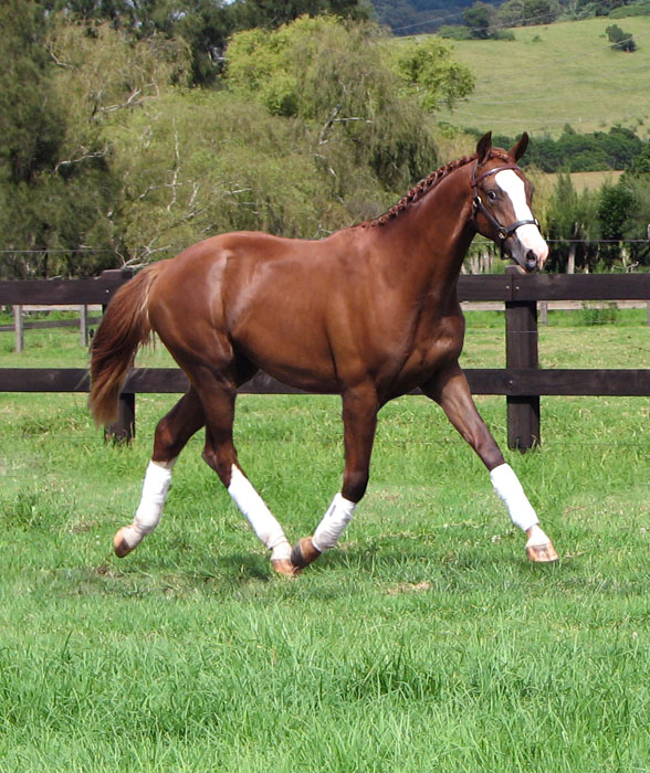 Warmblood Progeny