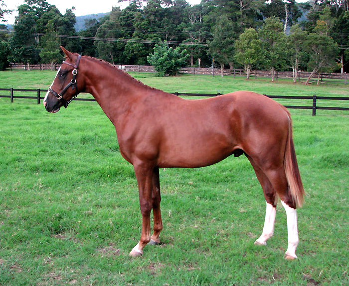 Fiji R Warmblood For Sale NSW