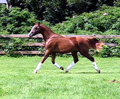 Warmblood Progeny