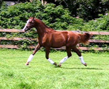 Warmblood Progeny