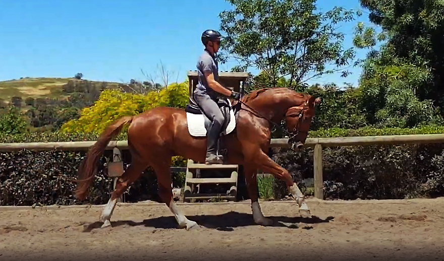 Furst Romancier young dressage horse for sale