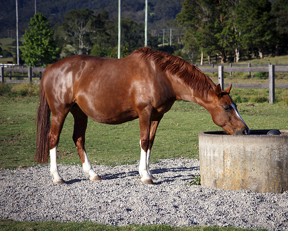 Jive's Delight - Warmblood Mare in Foal to Furst Romancier For Sale