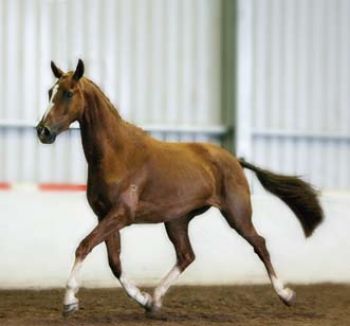 Warmblood mare for sale