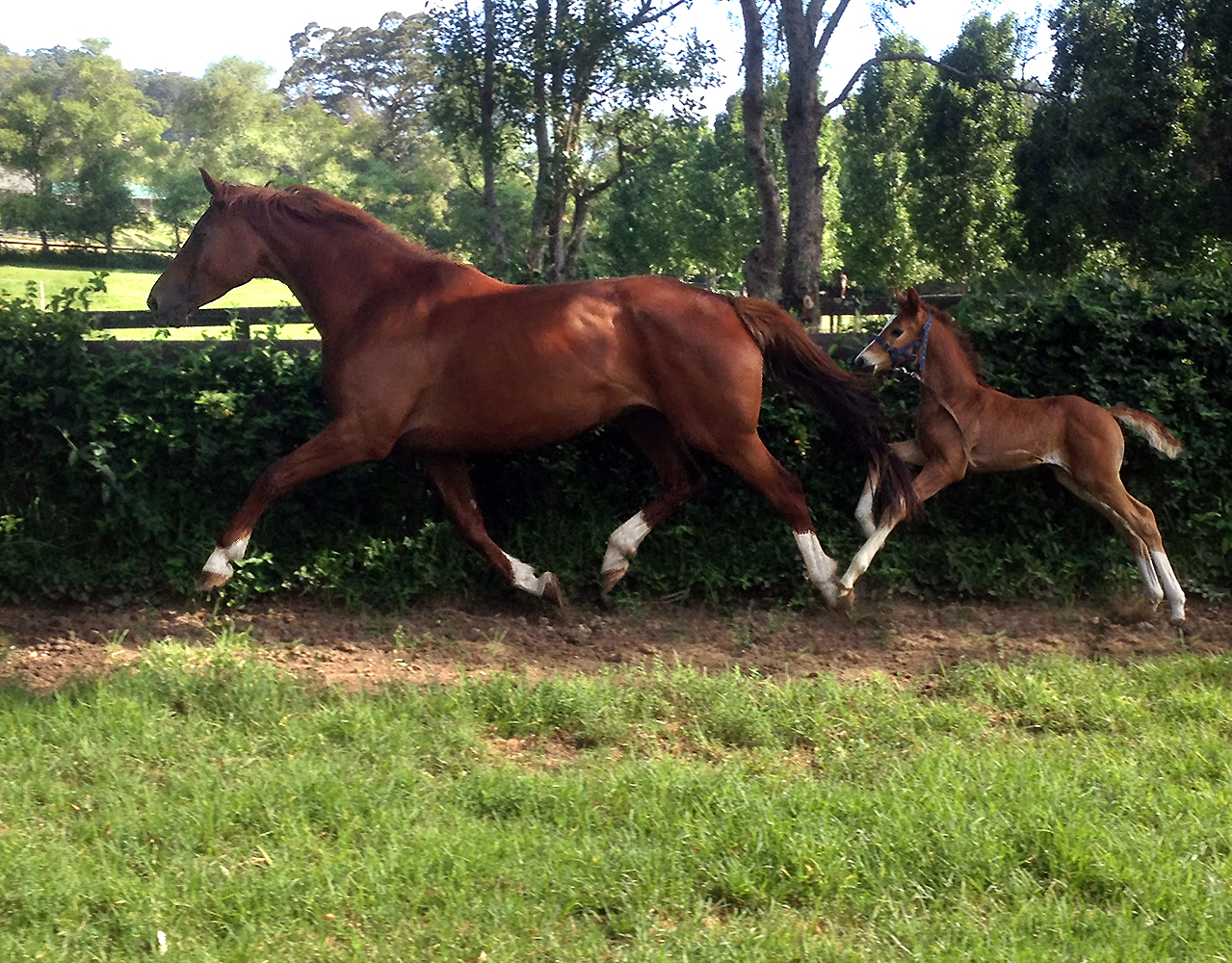 Warmblood Mare and Foal