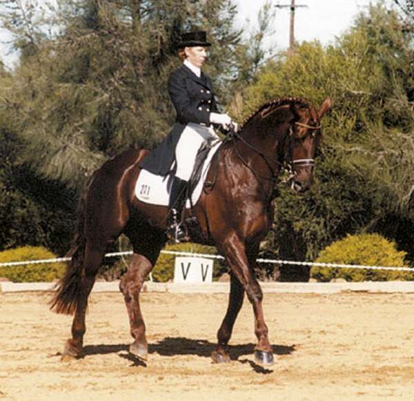 Warmblood Stallion Ilkay, sire of Argentille Ivanka