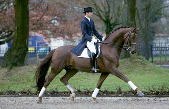 Warmblood Stallion Royal Dance (sire of Royal Hit)