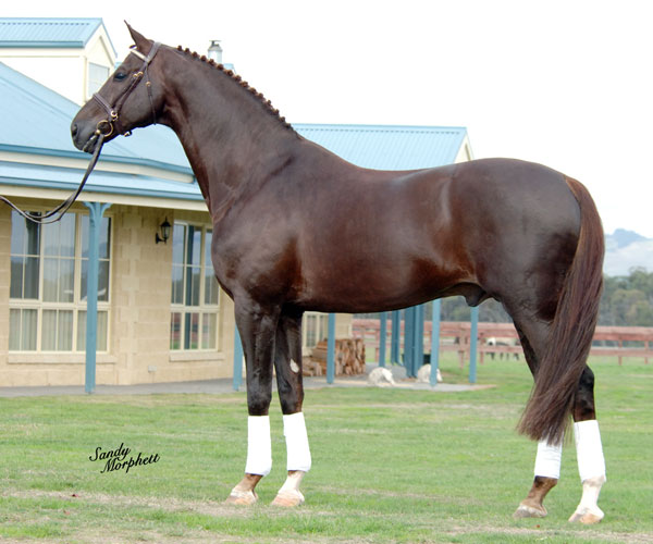 Warmblood Stallion Royal Hit