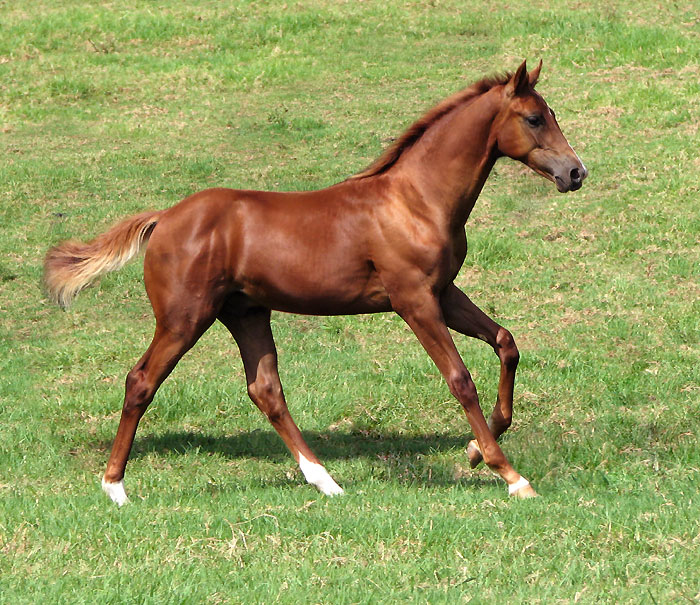 Warmblood Foal by Royal Hit (imp) our of Argentille Ivanka