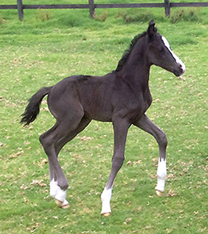 De Niro Colt For Sale