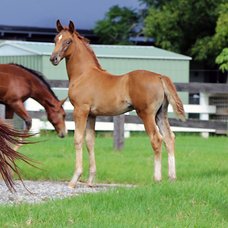 Furst Romancier Warmblood For Sale