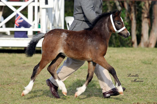Bellingara Troubadour - Welsh Sec A Colt, Supreme Foal NSW All Welsh, by pony stallion Trentlyn Benson