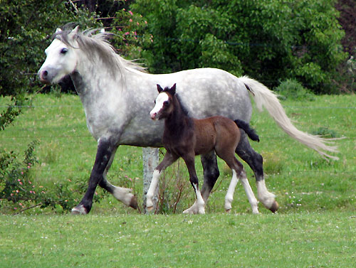 Welsh Foal