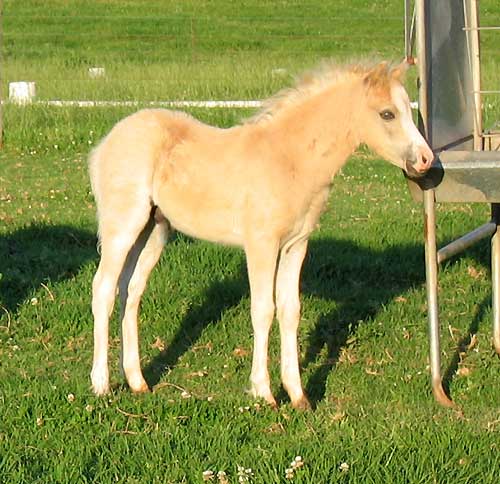 Snowdon Vale Peter Pan Foal