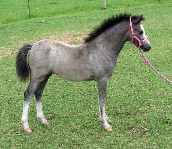 Bellingara Shiloh