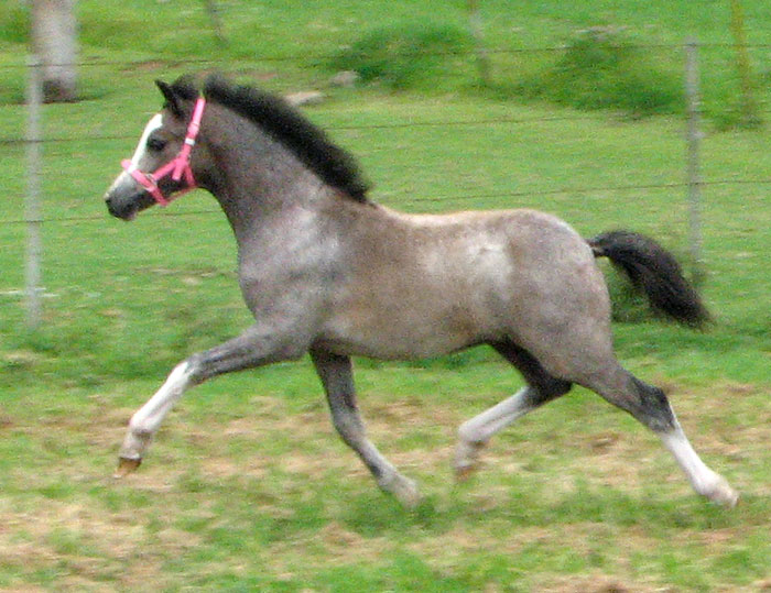 Bellingara Shiloh - Welsh Sec A filly - progeny of  Snowdon Vale Peter Pan - Stallion at Stud