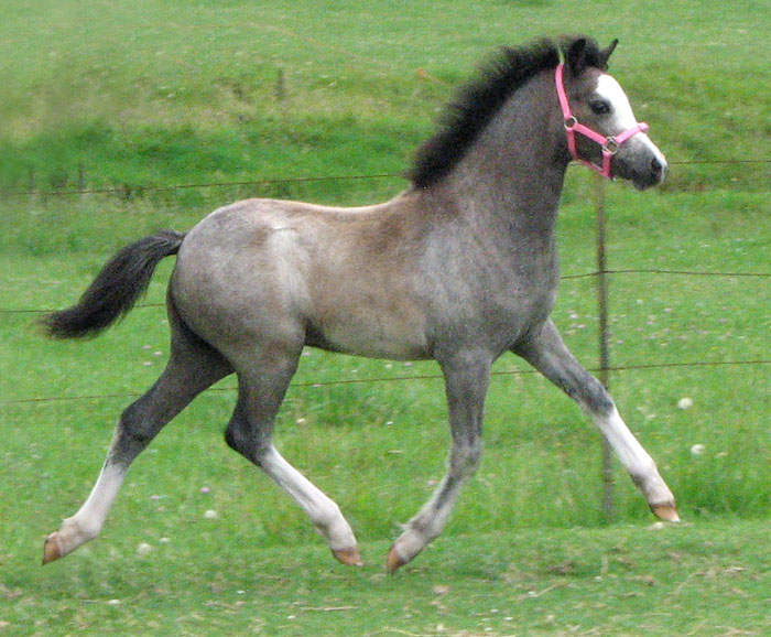 Bellingara Shiloh