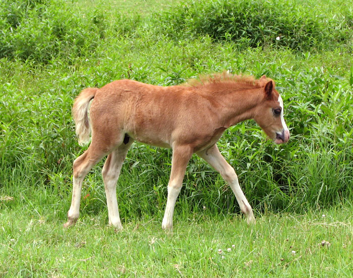 Tinsel foal