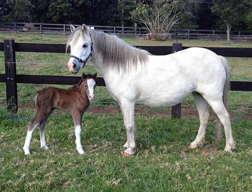 Bellingara Trinket and her Welsh filly foal .