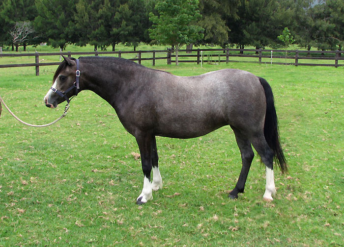 Welsh A Filly For Sale - Bellingara Show & Tell