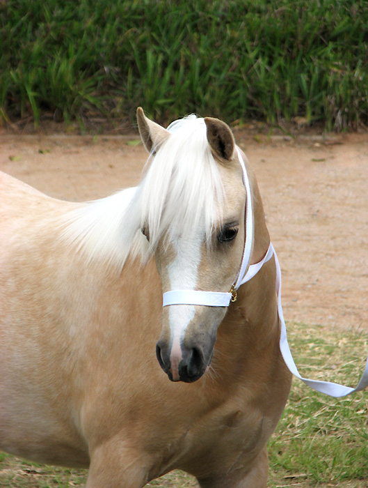 Bellingara Legally Blonde - Welsh Mountain Pony Yearling Filly