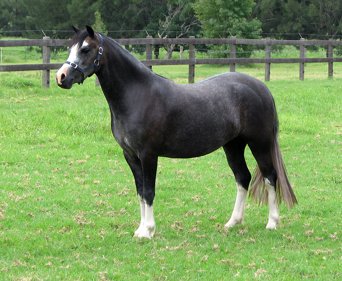 Welsh Mountain Pony For Sale