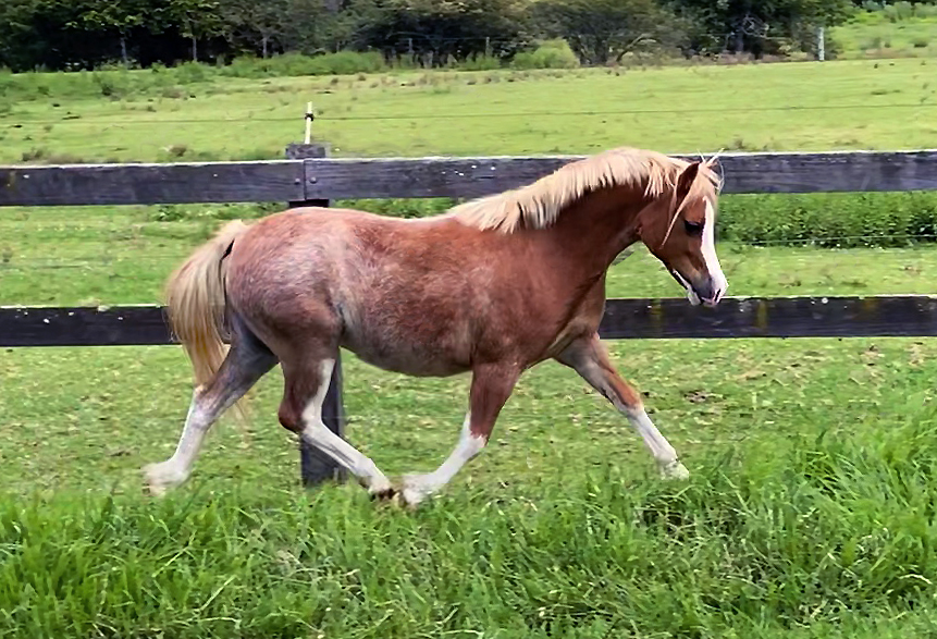 Welsh Sec A Filly for sale