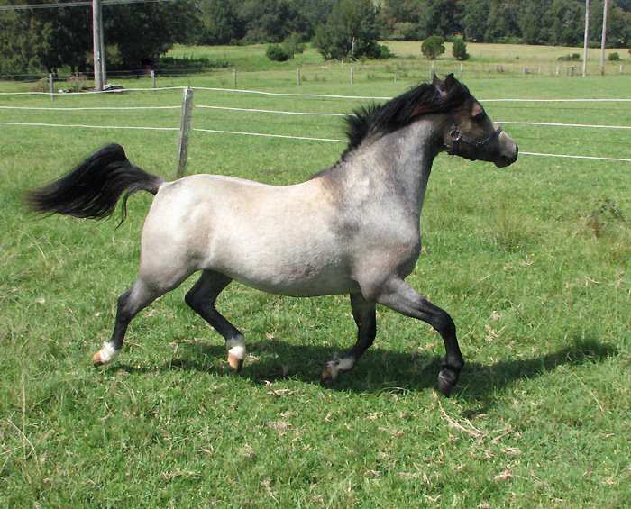 Welsh Mountain Pony For Sale