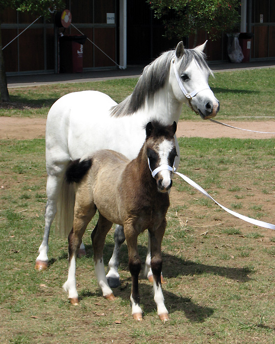 Bellingara Logan and his dam, Bellingara Leilani - NSW All Welsh Show 2014