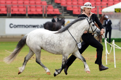 Bellingara Leilani - Winner Welsh Mare 4yrs and over Sydney Royal 2012