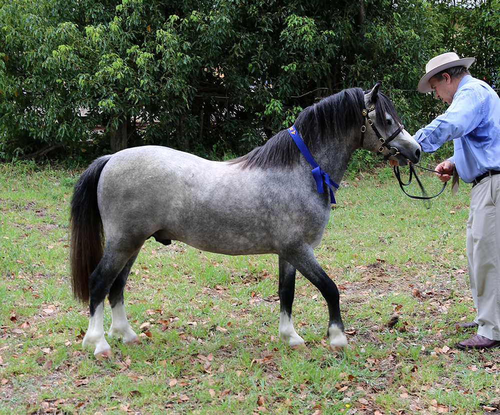 Bellingara Logan