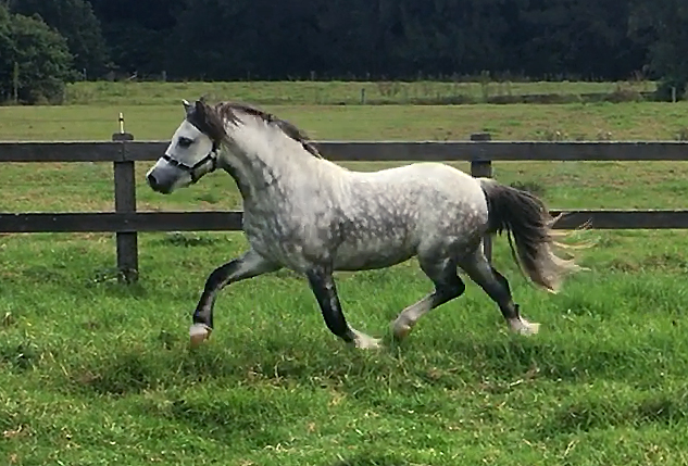 Welsh Mountain Pony For Sale - Bellingara Logan