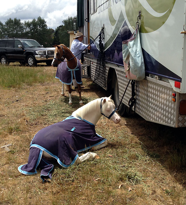 Sleeping Welsh Pony