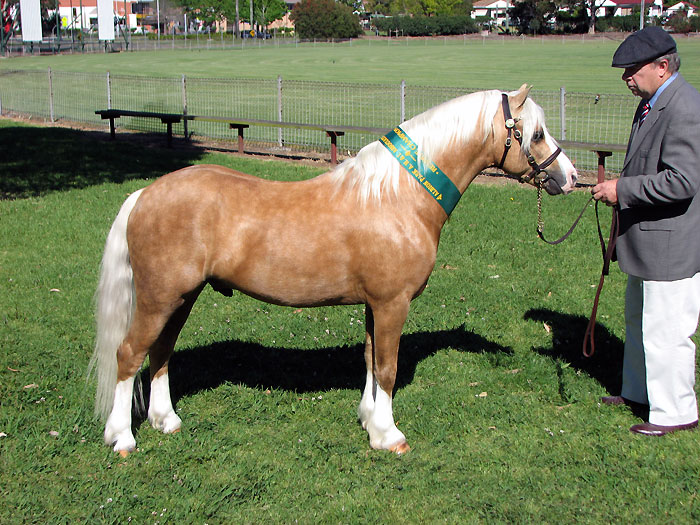 Bellingara Nirvana - Palomino Welsh Sec A Stallion at Stud