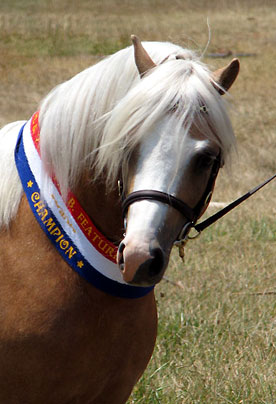 Palomino Welsh A Stallion at Stud - Bellingara Nirvana