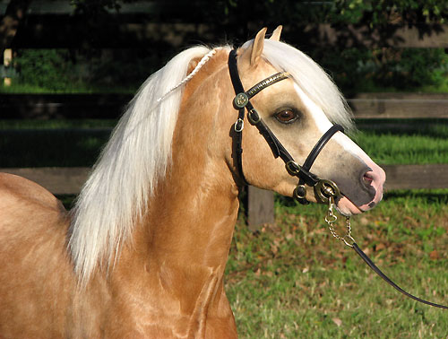 Snowdon Vale Peter Pan - Welsh Sec A Palomino Stallion at Stud