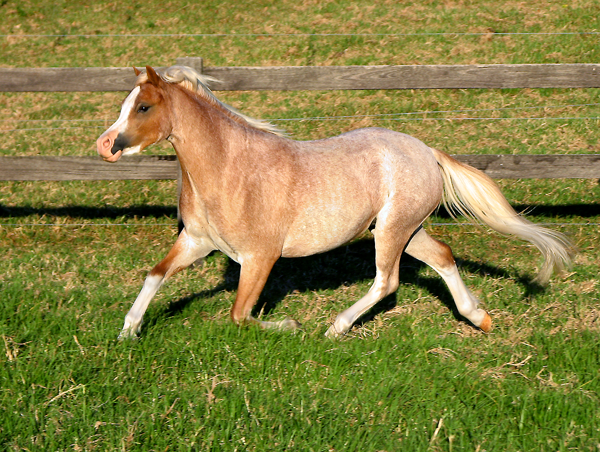 Welsh Mountain Pony Filly For Sale