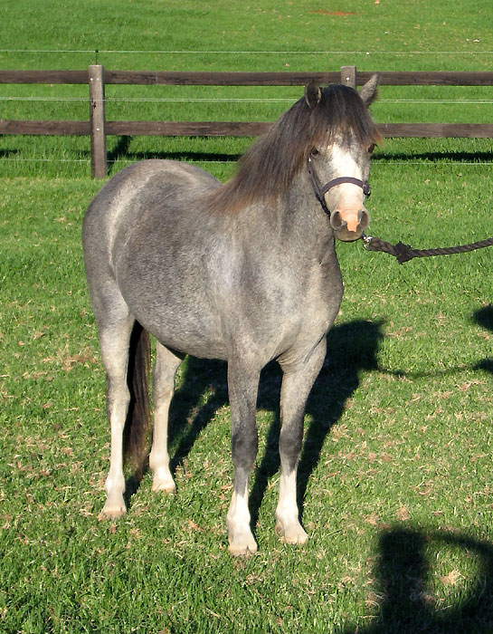 Welsh A Yearling Filly For Sale