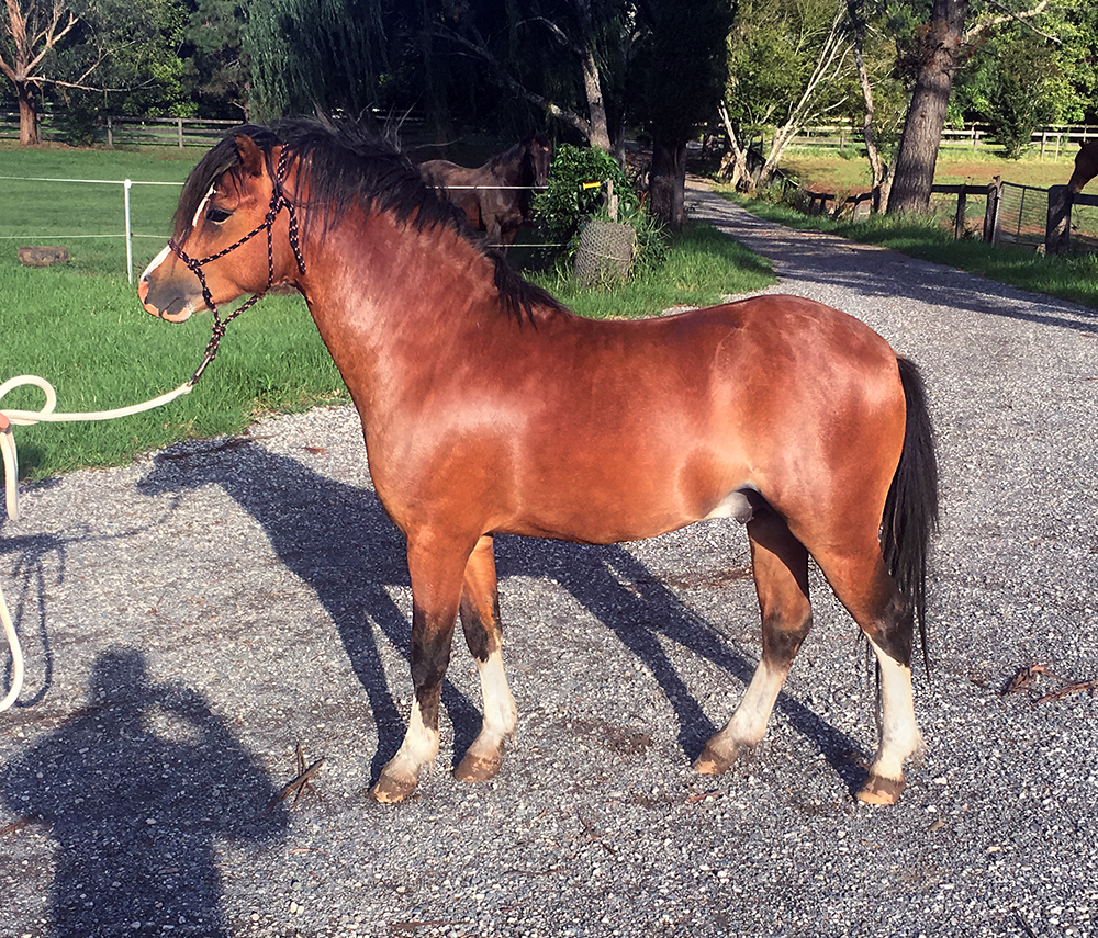 Bay Welsh Mountain Pony For Sale