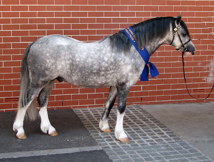 Bellingara Shogun - 1st Welsh Mountain Pony Colt Sydney Royal
