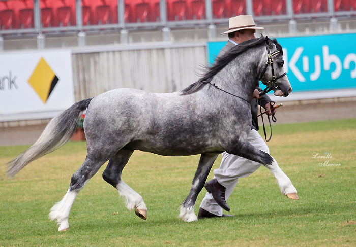 Welsh Pony Colt Bellingara Shogun, competing at Sydney Royal 2012