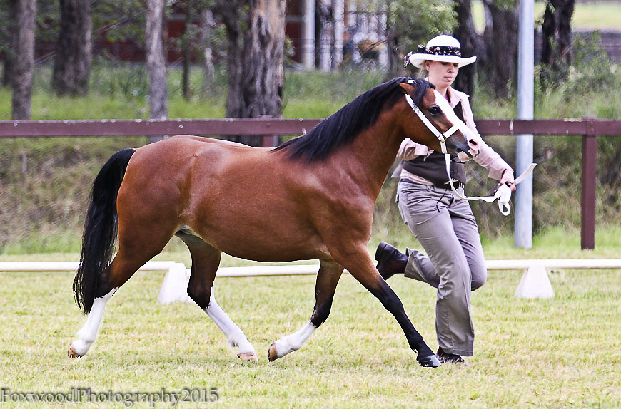 Bellingara Sienna - Competing in the National Pony of the Year Welsh Mountain Pony  Filly Class