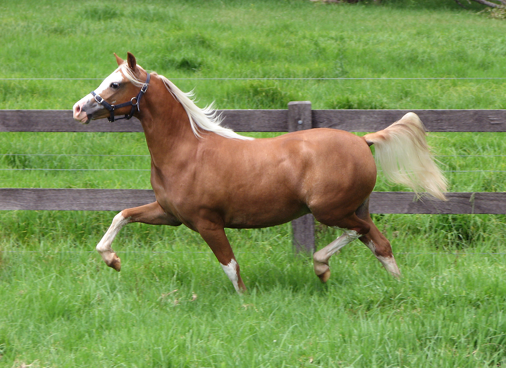 Welsh A Filly For Sale - Bellingara Starbright