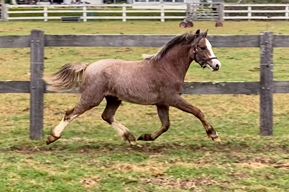 Welsh Mountain Pony