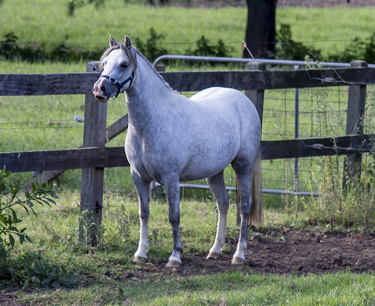 Welsh A Filly For Sale