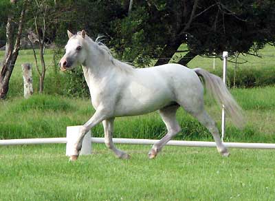 Bellingara Tyffani