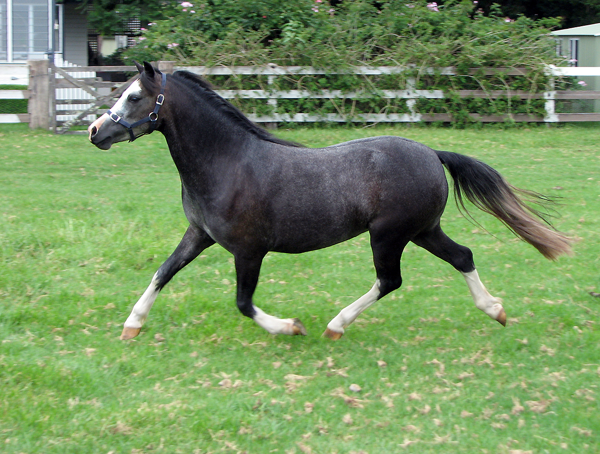 Welsh Sec A Filly For Sale