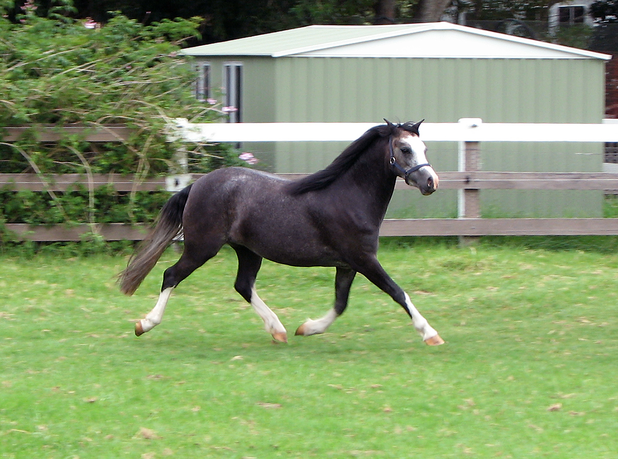Welsh Mountain Pony Filly For Sale