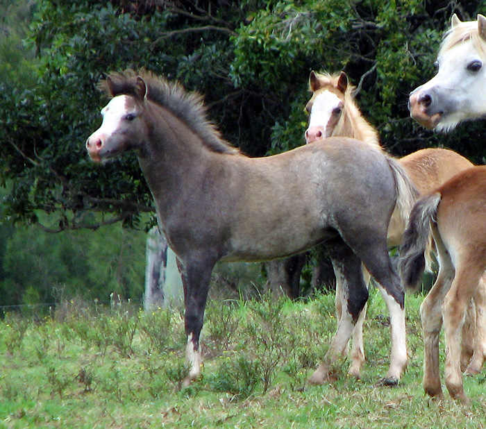 Welsh Sec A Filly Foal For Sale